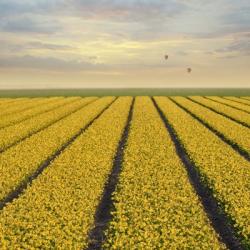 Daffodil Fields | Obraz na stenu