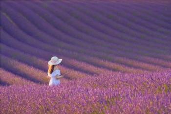 Girl in Lavender Field | Obraz na stenu