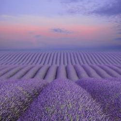 Lavender Field at Dusk | Obraz na stenu