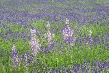 Lavender Fields with Clary Sage | Obraz na stenu