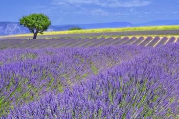 Lavender Fields with Tree | Obraz na stenu