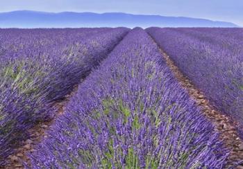 Lavender Rows | Obraz na stenu