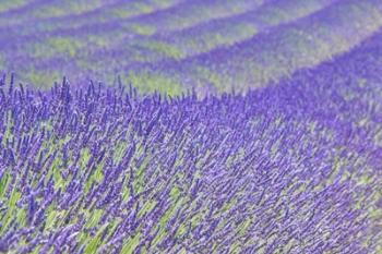 Lavender | Obraz na stenu