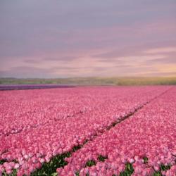 Pink Tulip Fields | Obraz na stenu