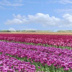 Violet Tulip Fields | Obraz na stenu