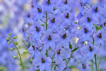 Blue Larkspur Flowers | Obraz na stenu