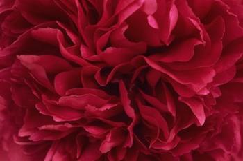 Carmine Red Peony Flower | Obraz na stenu