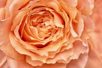 Orange Rose Close Up | Obraz na stenu
