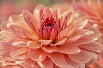 Peach Colored Dahlia Flower | Obraz na stenu