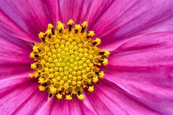 Pink And Yellow Cosmos Flower | Obraz na stenu