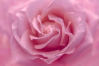 Rose Pink Rose | Obraz na stenu