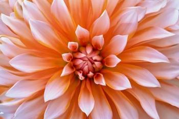 White Orange Dahlia Flower | Obraz na stenu