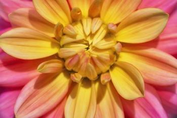 Yellow And Pink Dahlia Flower | Obraz na stenu