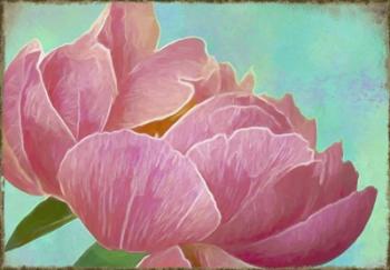 Pink Peony | Obraz na stenu