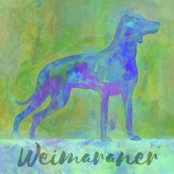 Weimaraner Dog | Obraz na stenu