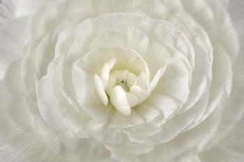 White Persian Buttercup Flower | Obraz na stenu