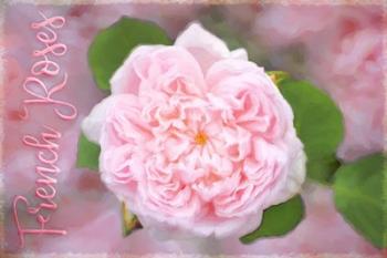 French Roses | Obraz na stenu