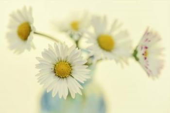 Nostalgic Daisies  Still Life | Obraz na stenu