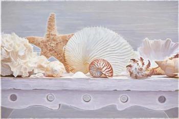 Sea Shell Still Life | Obraz na stenu