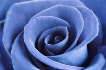 Denim Blue Rose | Obraz na stenu