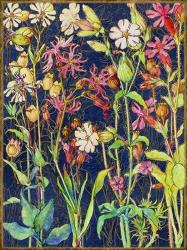 Common Soapwort Wildflower | Obraz na stenu