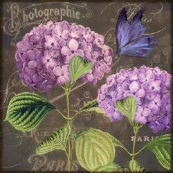 Purple Hydrangea | Obraz na stenu