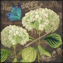 White Hydrangea | Obraz na stenu