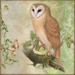 Barn Owl | Obraz na stenu