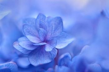 Blue Hydrangea Close Up | Obraz na stenu
