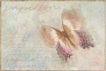 Papillon Butterfly Papilio ascanius | Obraz na stenu