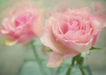 Pink Roses in Glass | Obraz na stenu