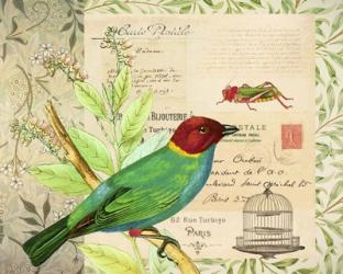 Post Card Birds IV | Obraz na stenu