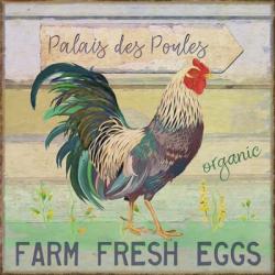 Egg Farm Rooster | Obraz na stenu