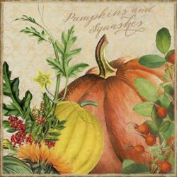 Pumpkins and Squashes | Obraz na stenu