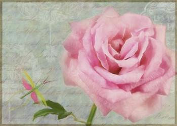 Pink Rose With Grasshopper I | Obraz na stenu