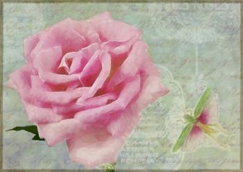 Pink Rose With Grasshopper II | Obraz na stenu