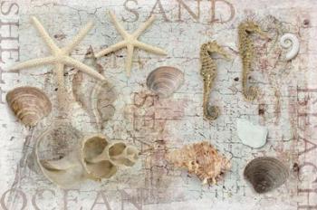 Beach Finds | Obraz na stenu