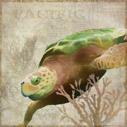 Sea Turtle Pacific | Obraz na stenu