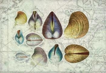 Seashells on Map I | Obraz na stenu