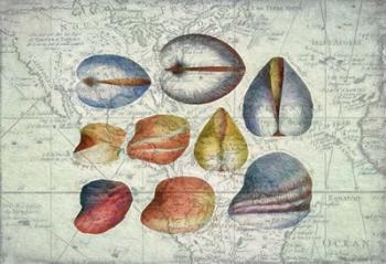 Seashells on Map II | Obraz na stenu