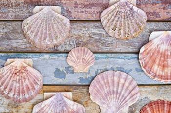 Pecten Shells on Planks | Obraz na stenu