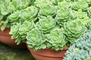 Potted Succulents I | Obraz na stenu