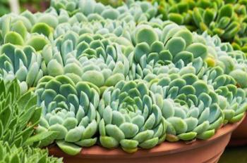 Potted Succulents II | Obraz na stenu