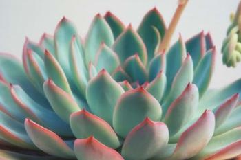 Succulent Close Up II | Obraz na stenu