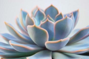 Succulent Close Up III | Obraz na stenu