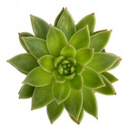 Succulent Cut Out 1 | Obraz na stenu