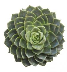 Succulent Cut Out 3 | Obraz na stenu