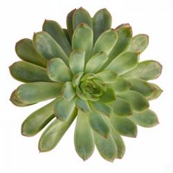 Succulent Cut Out 5 | Obraz na stenu