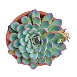 Succulent Cut Out 10 | Obraz na stenu