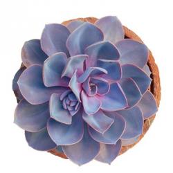 Succulent Cut Out 14 | Obraz na stenu